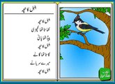 Bulbul Ka Bacha (Urdu Poem for Kids) بلبل کا بچہ