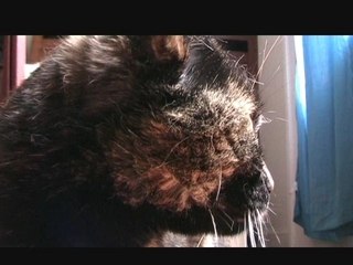 Cassiopée, la toilette du chat