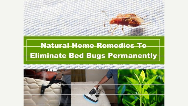 Natural Remedies to Eliminate Bed Bugs Permanently