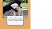 Labrador Retriever Dog Training & Behavior Book, Audiobook