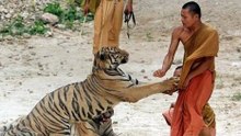 Unbelievable animal attacks on men 2016 june compilation