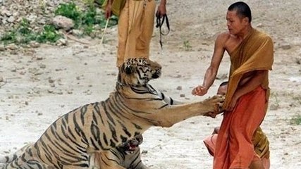 Unbelievable animal attacks on men 2016 june compilation