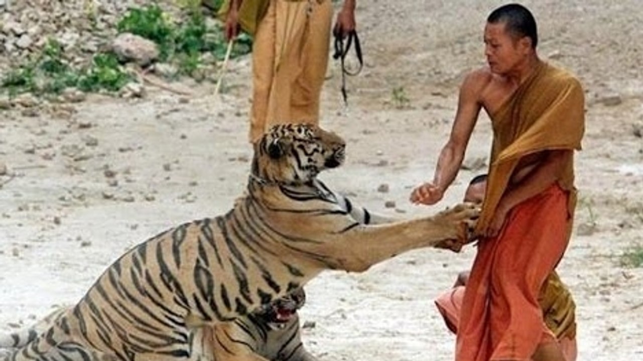 Unbelievable animal attacks on men 2016 june co...