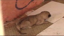 Lioness gives 3 cubs In Multan but What happened with one cub?