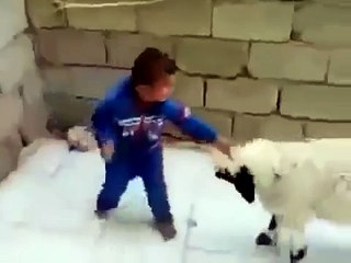 Sevimli Çocuk ve Çılgın Kuzu Kavgası