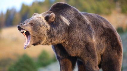 Top 10 Most Dangerous Animals In North America