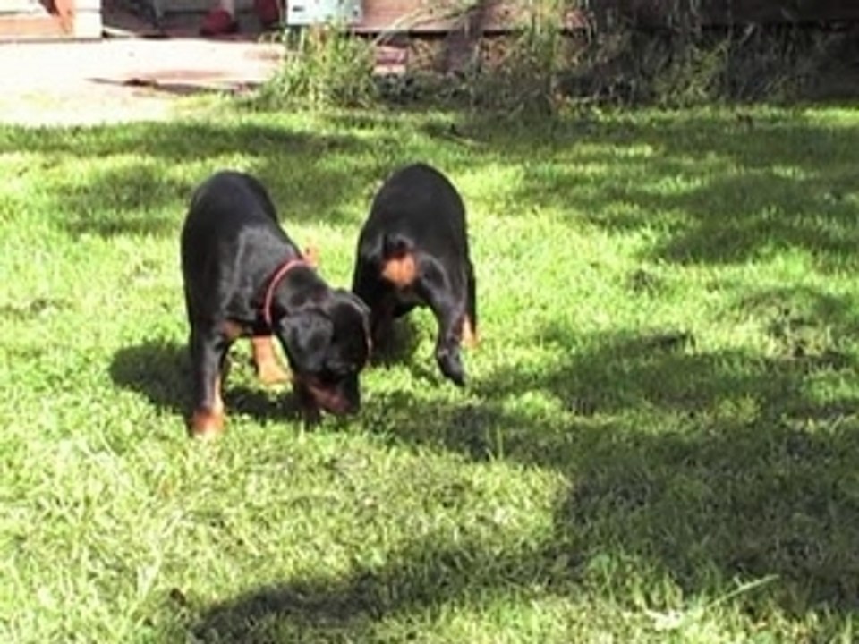 Bingo X Shiva 6 semaines