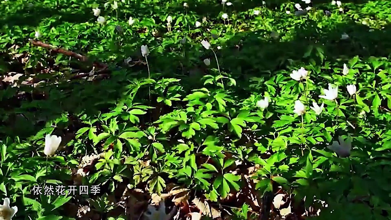 本草中国.EP03.双面-HD1080P