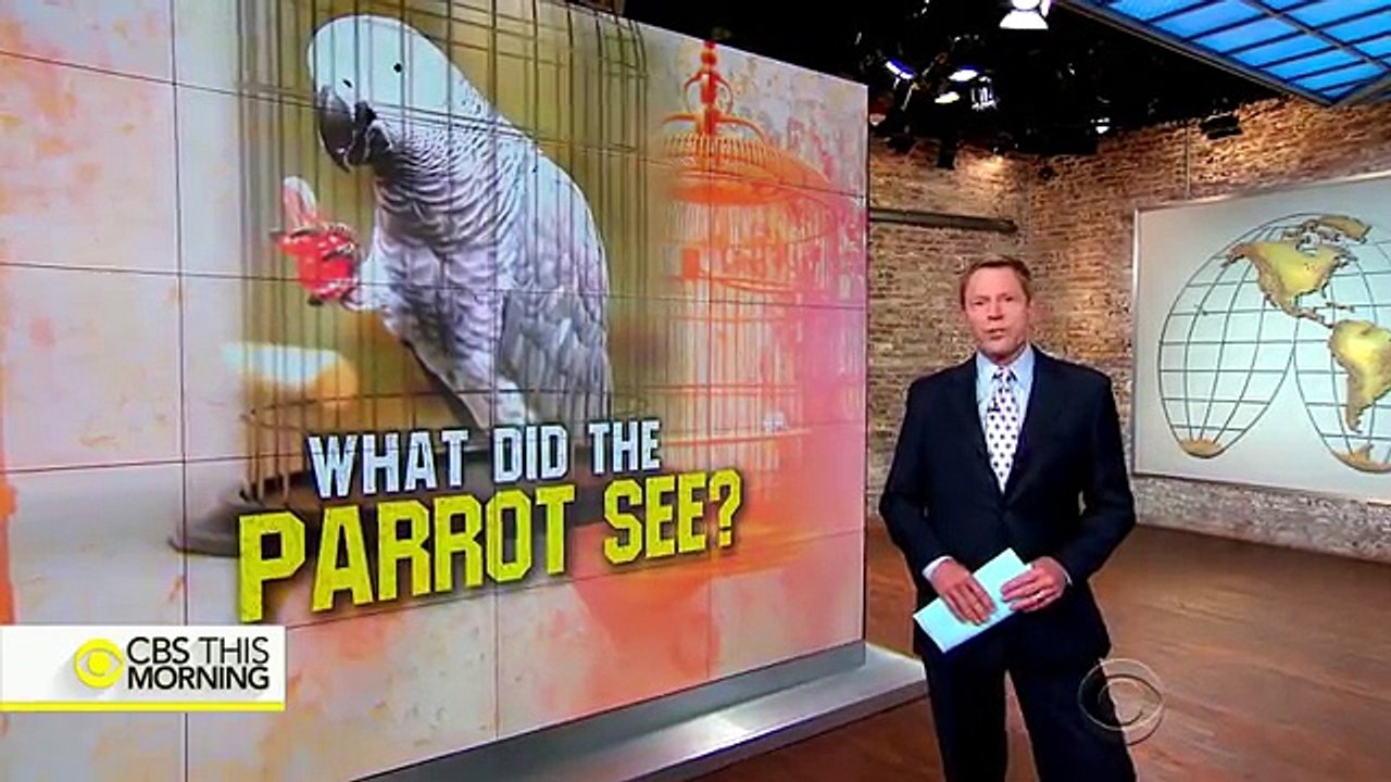 Can a parrot serve as witness in murder trial