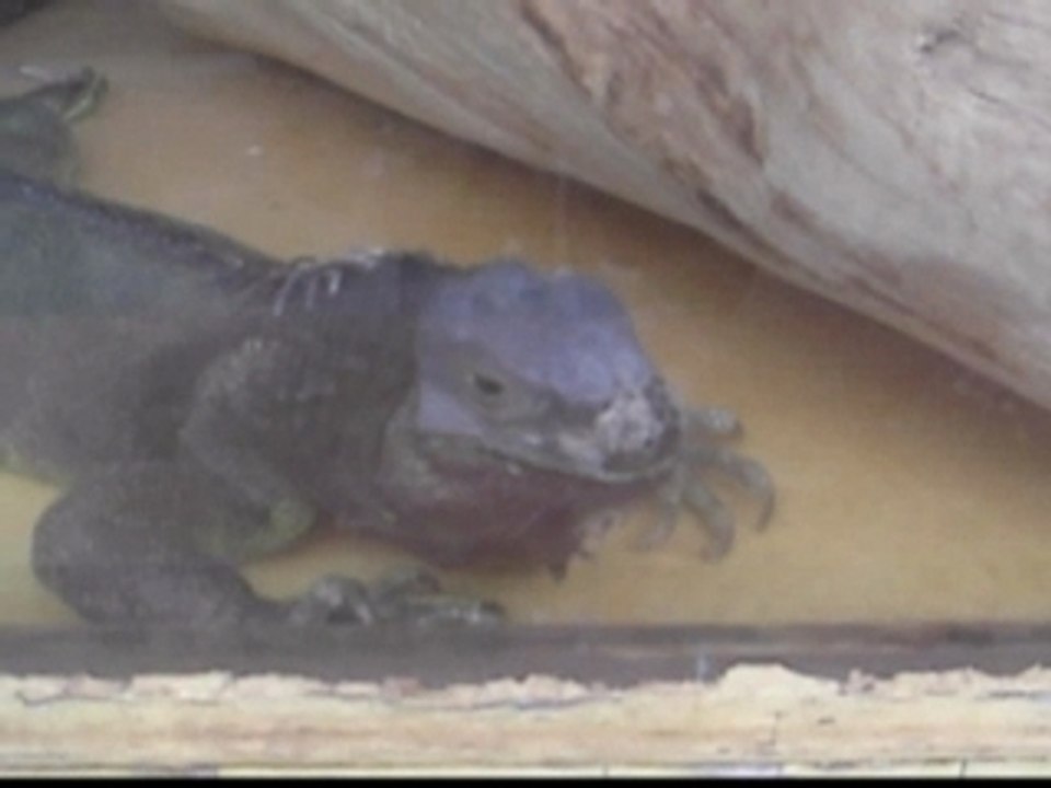 Iguane