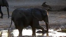 Filmano Degli Elefanti Che Fanno Il Bagno: Ciò Che Fa Il Cucciolo Li Fa Ridere Di Gusto!