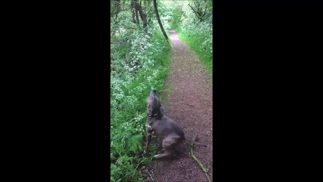 Ce chien fait la toupie!!! Pret pour le cirque