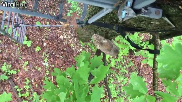Un lynx curieux rend visite à des chasseurs perchés dans un arbre