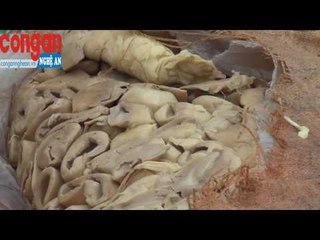 Tiêu hủy măng thối, thực phẩm độc hại