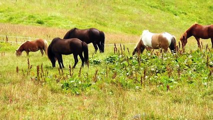 Alte Nutztierrassen Folge 72: Islandpferde, Pferde Dokumentation, Isländer, Icelandic hor