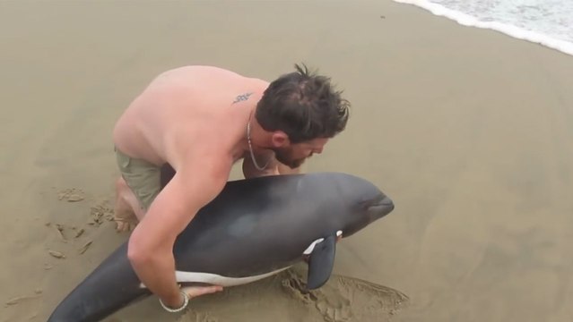 Un moniteur de kayak remet à l'eau un bébé dauphin échoué sur la plage !