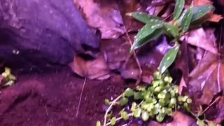 Dart Frog Diary, Episode One