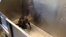 Una Donna Sta Lavando Il Suo Gatto, Ma Lui 