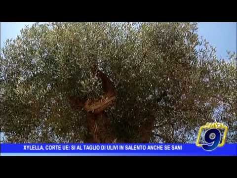 Xylella, Corte UE: sì al taglio degli ulivi