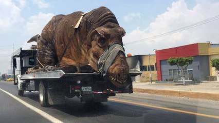 Real Dinosaur and 1000 Dinosaur Eggs Found