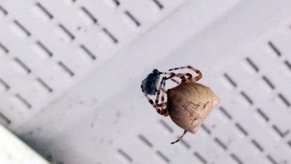 Close-Up Footage of a Spider Eating a Fly