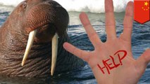 Chinese zoo walrus kills trainer and tourist when they enter its habitat