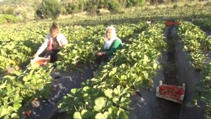 Batman'da Tütün Yerine Ekilen Çilek, ABD'ye İhraç Ediliyor