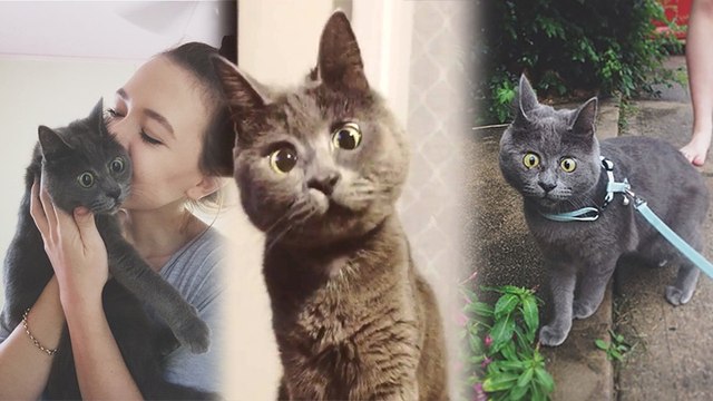 Kevin, le chat en permanance surpris