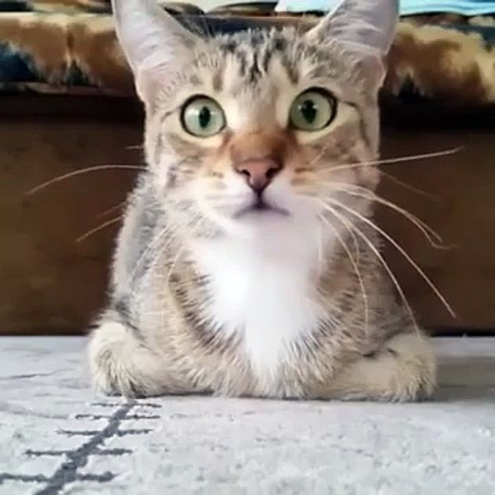 Le chat qui regarde un film d'horreur
