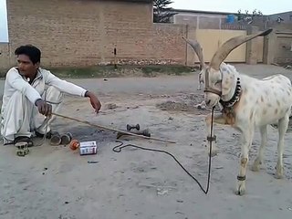Funny Goat Very Funny Video Clips