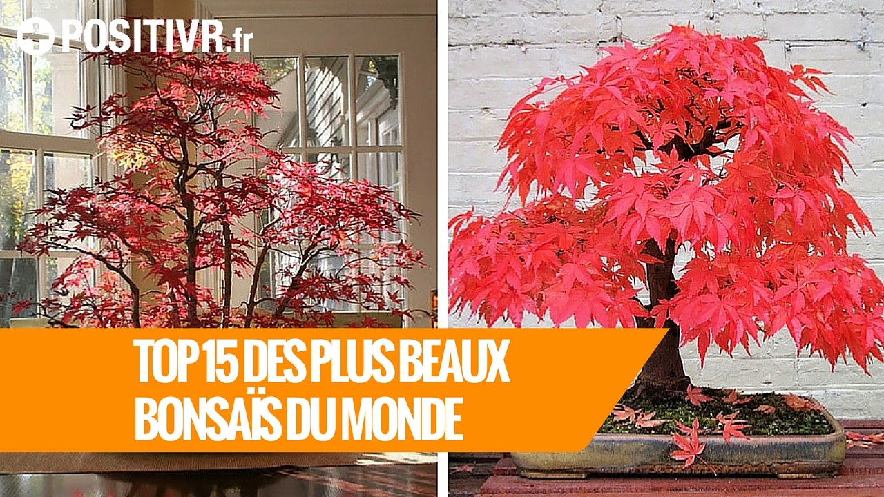 TOP 15 des plus beaux bonsaïs du monde