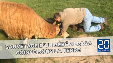 Sauvetage d’un bébé alpaga coincé sous la terre