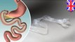 Artificial intestine can trick the brain into thinking it's digesting when it's not