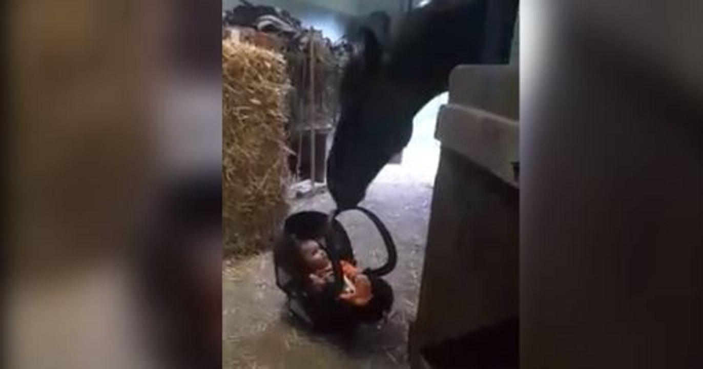 Un cheval trop craquant berce un bébé (vidéo)