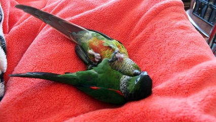 mes deux conures kalie et rubie s amusent