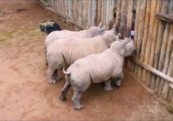 Baby Rhinos Cry When Their Milk Runs Out
