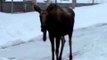 Moose Faceplants After Losing Balance on Ice
