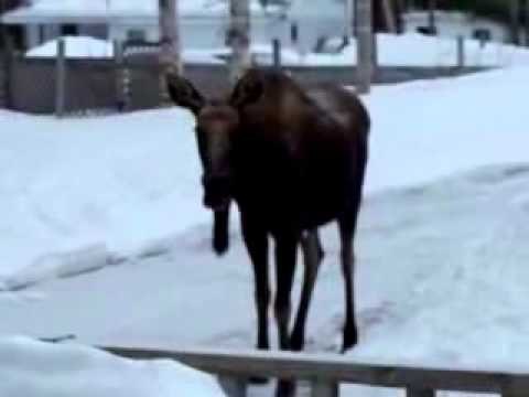 Moose Faceplants After Losing Balance on Ice