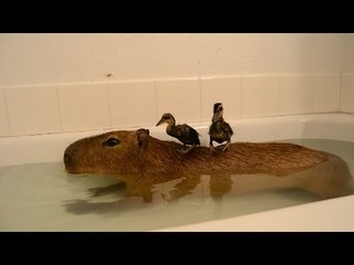 Capybara Acts as Island for Adorable Ducklings