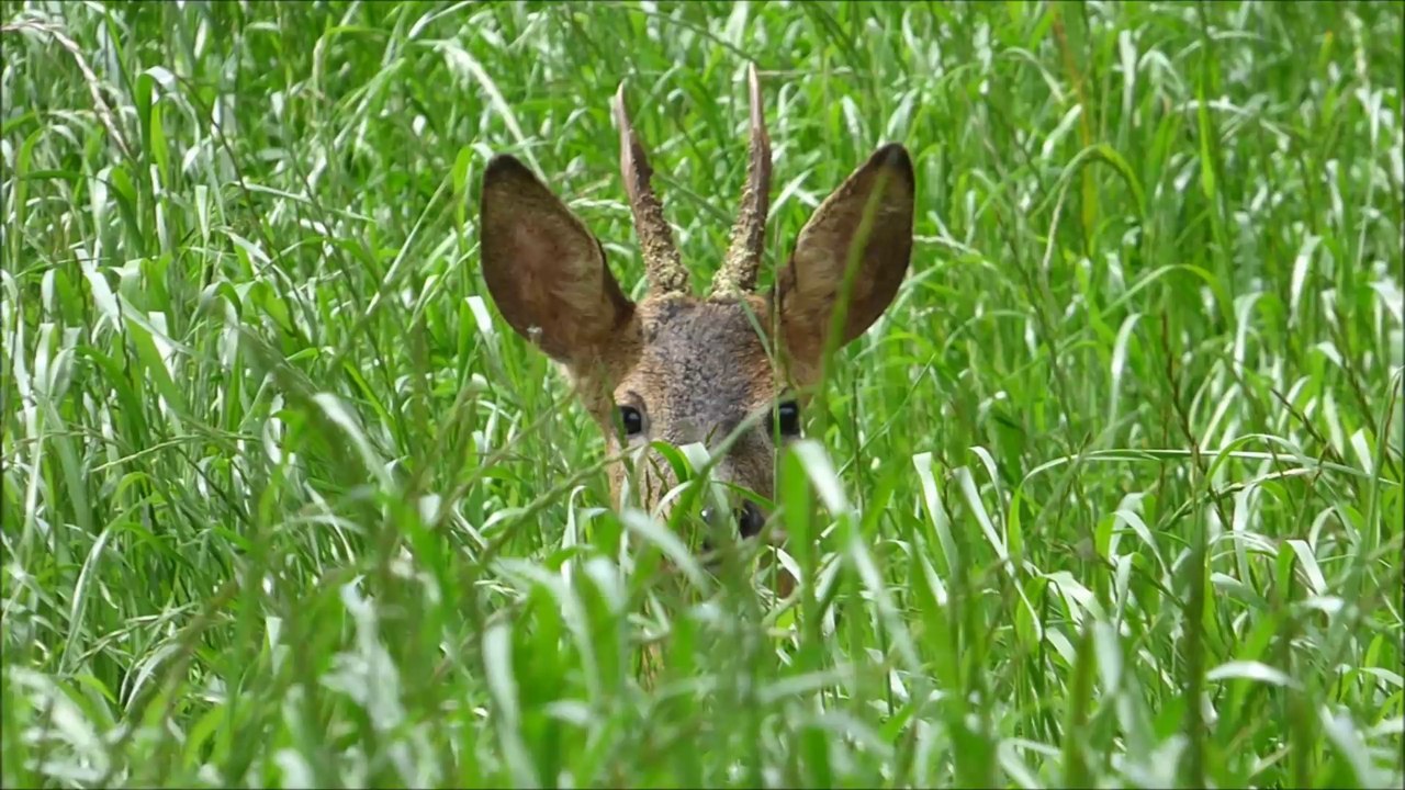 Le chevreuil Lorient le 17 Mai 2016