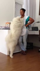 Dog apologizes by hugging