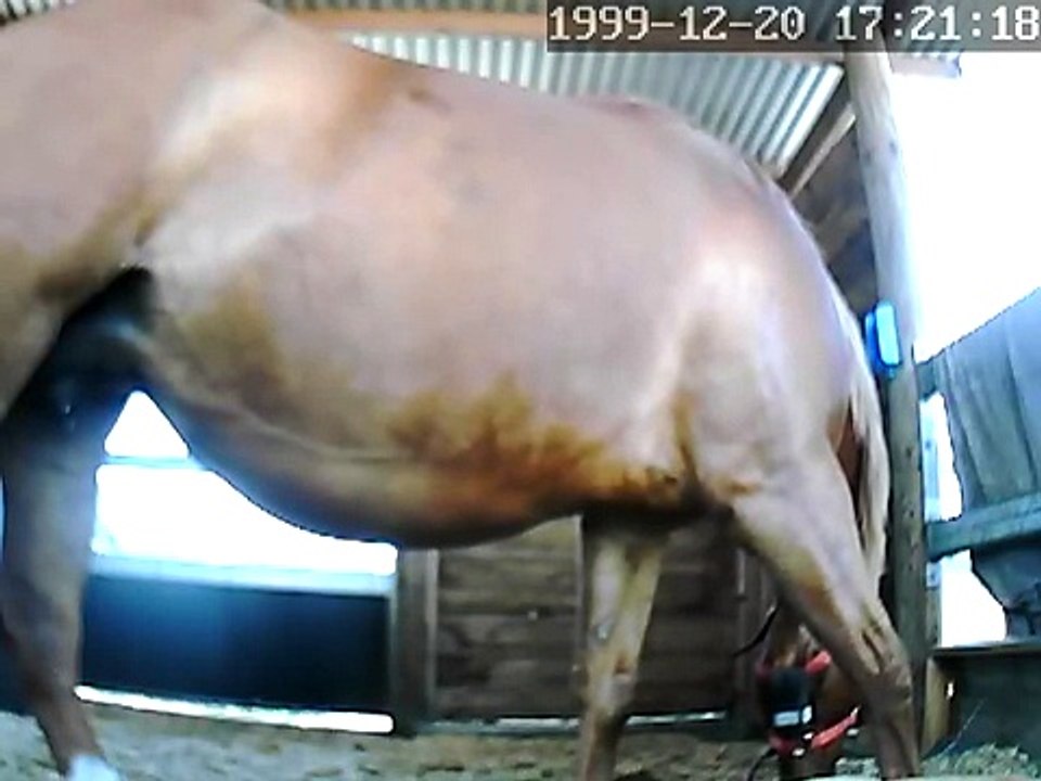 mare milk dripping 14 10 13 am