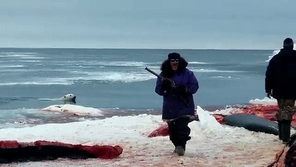 Alaska : un ours polaire abattu parce qu'il avait faim