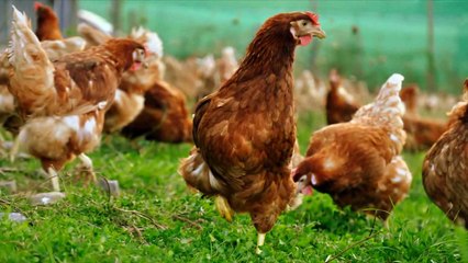 5 Niños Que Fueron Criados Por Animales.