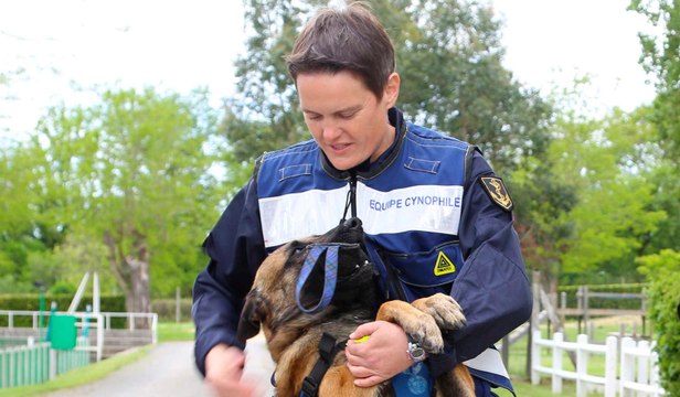 Euro 2016 : les chiens, alliés des gendarmes dans la lutte antiterroriste