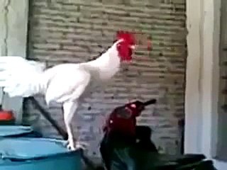 عندما يضحك الديك (مضحك جدا)