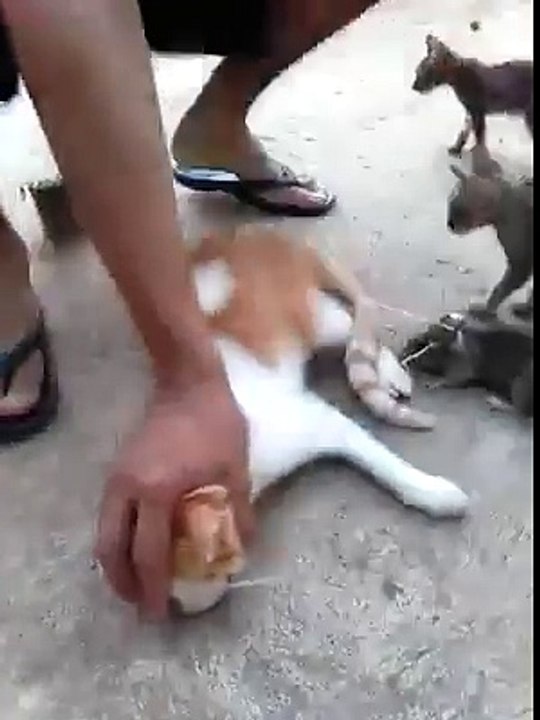 VID-20151103-WA0002