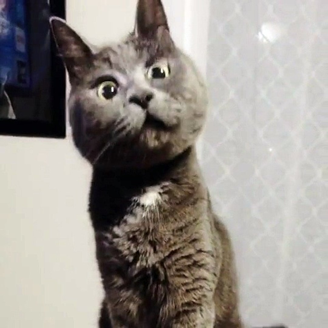 Ce Chat N A Qu Une Expression Sur Son Visage Toujours Surpris Video Dailymotion