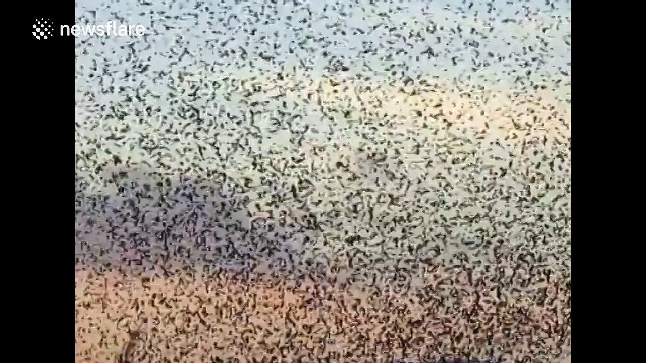 Hundreds of starlings fly in mesmerising murmuration