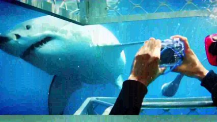¡5 Terroríficos Ataques de Tiburón! ¡ESCENAS REALES!